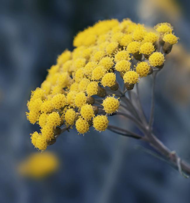 Hélichryse - fleurs
