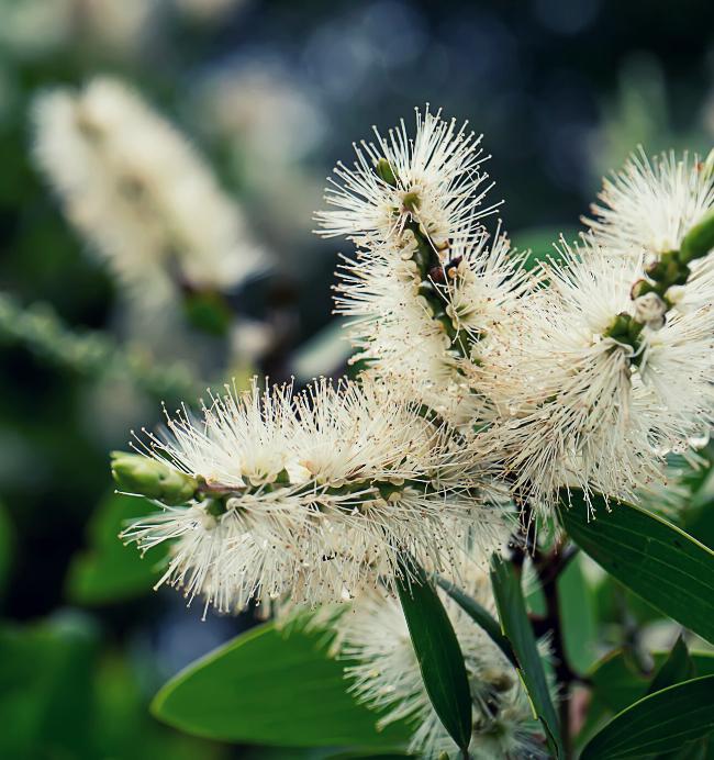 Teatree
