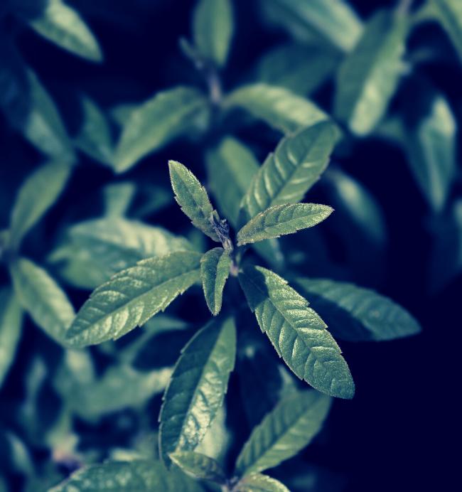 Verveine odorante