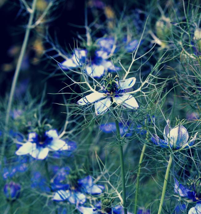 Cumin noir - Nigelle