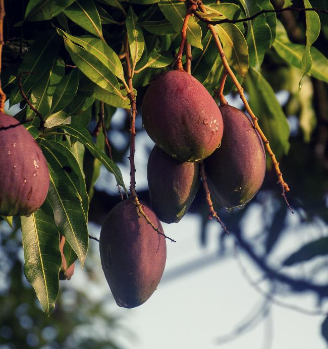 Mangue