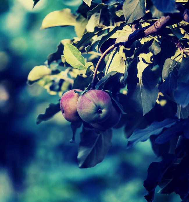 Pommes