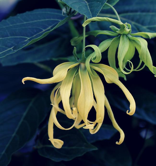 Ylang Ylang
