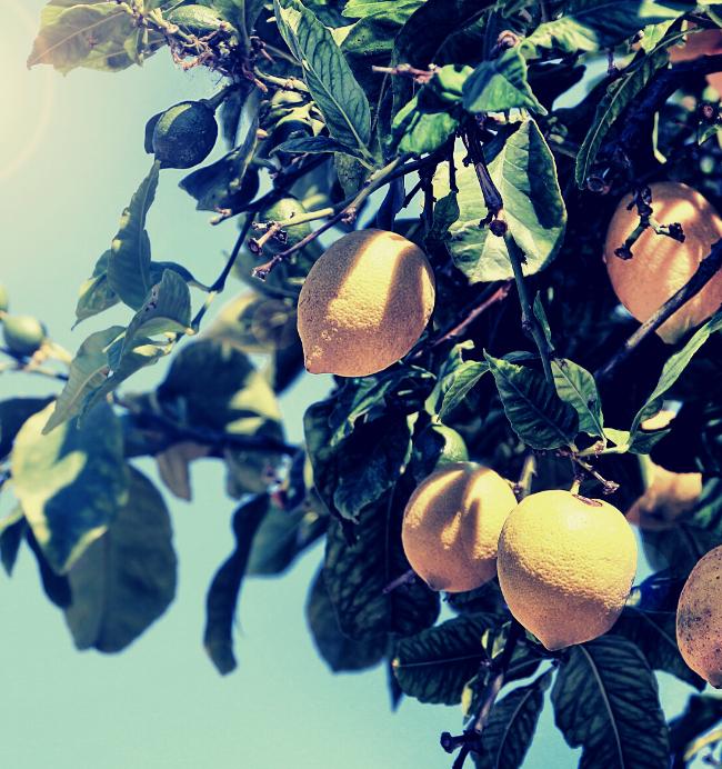 Citron
