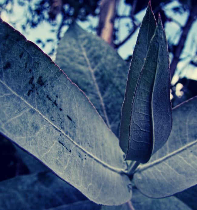 Eucalyptus