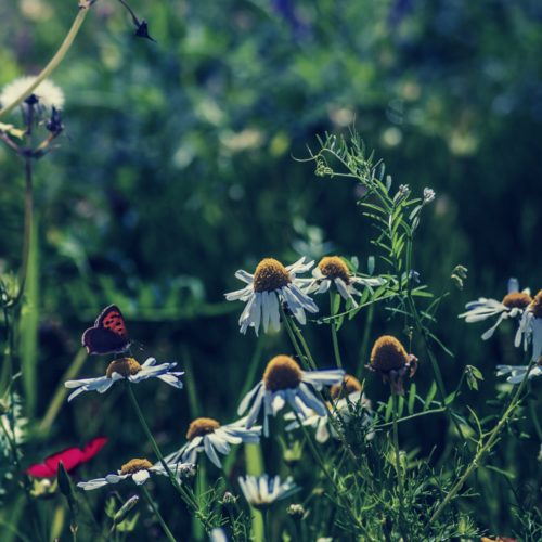 Préserver la biodiversité: il y a urgence! Naturals&ci