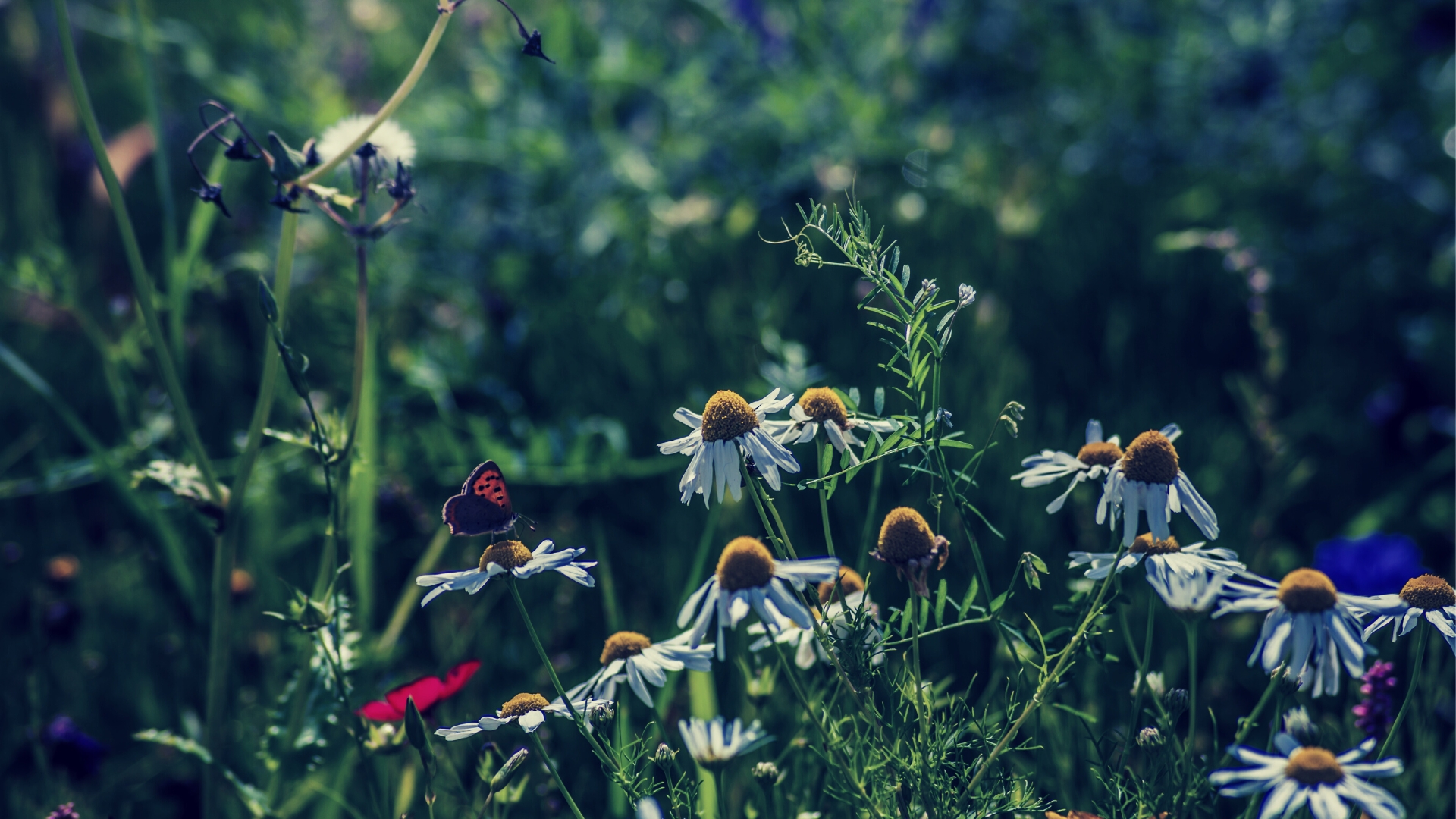 Préserver la biodiversité: il y a urgence! Naturals&ci