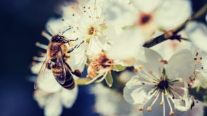 Pollinisation - Naturals&co