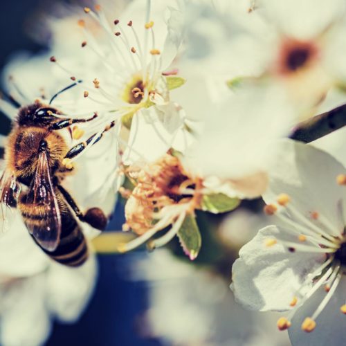 Pollinisation - Naturals&co