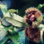 Bourgeon de Châtaigner - Gemmothérapie - Naturalsandco - Naturals&co