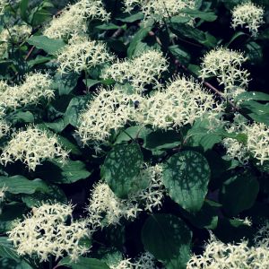 Bourgeon de Cornouiller - Gemmothérapie - Naturalsandco - Naturals&co