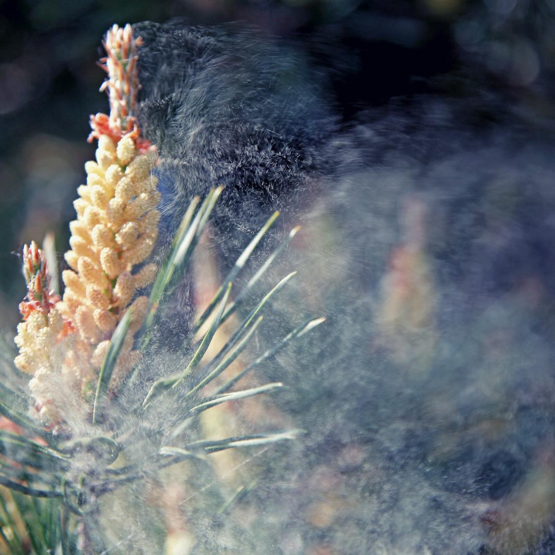 Atelier Rhume des Foins - Formation Naturals&co