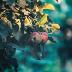 Bourgeon de Pommier - Gemmothérapie - Naturalsandco - Naturals&co