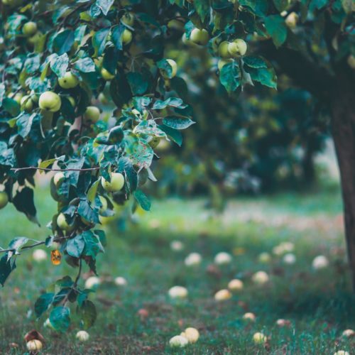 Bourgeon de Pommier: bienfaits & propriétés - Naturals&co