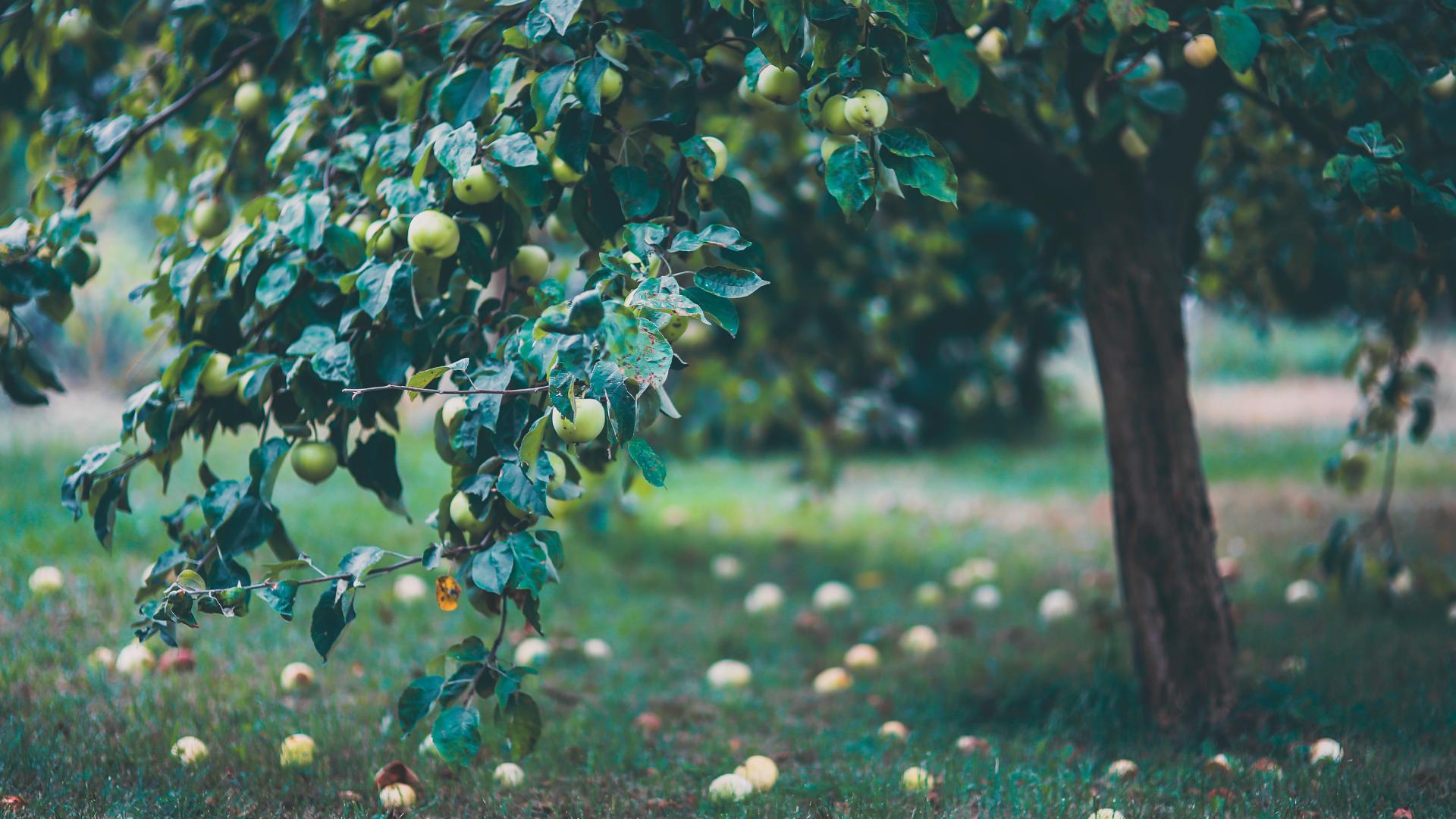 Bourgeon de Pommier: bienfaits & propriétés - Naturals&co