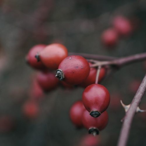 Bourgeon d'Eglantier: propriétés et bienfaits - Naturalsandco - Naturals&co