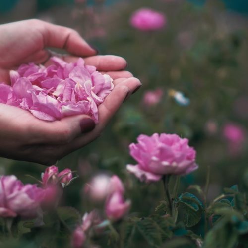 Huile essentielle de Rose: Bienfaits & propriétés - Naturals&co