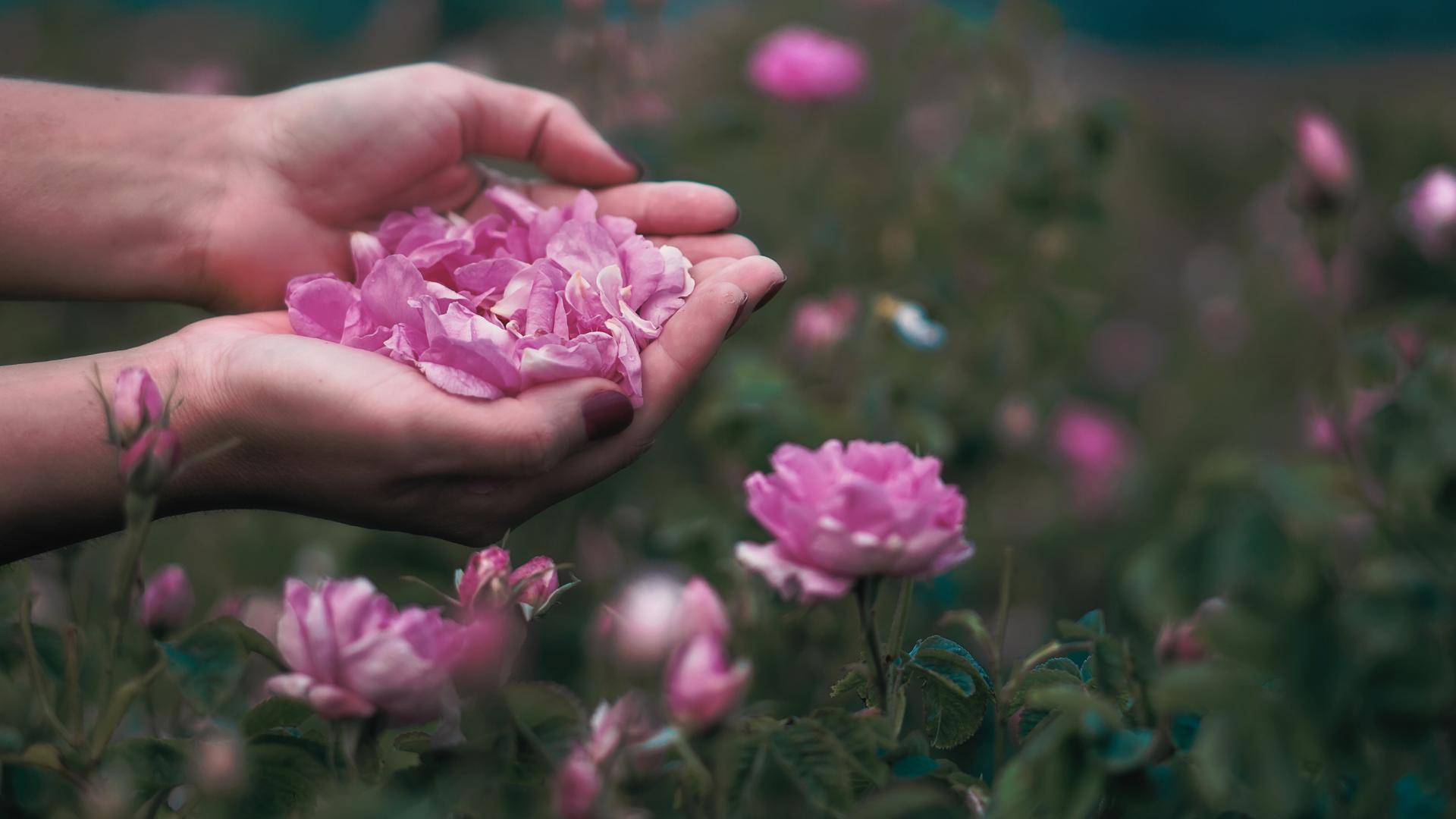 Huile essentielle de Rose: Bienfaits & propriétés - Naturals&co