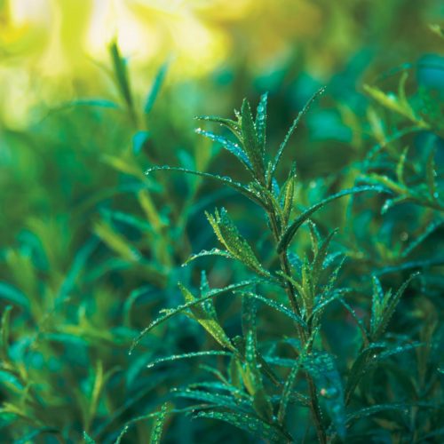 Hydrolat d'Estragon: bienfaits & propriétés - Naturals&co - Encyclopédie