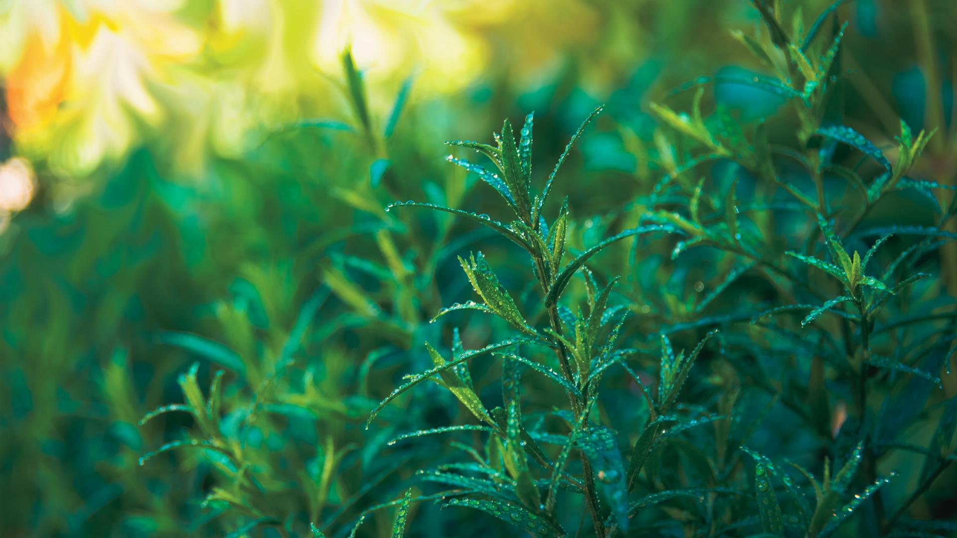 Hydrolat d'Estragon: bienfaits & propriétés - Naturals&co - Encyclopédie