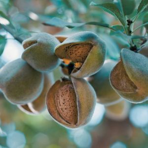 Bourgeon d'Amandier: bienfaits et propriétés - Encyclopédie Naturals&co