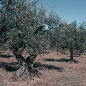Bourgeon d'Olivier: bienfaits et propriétés - Encyclopédie Naturals&co
