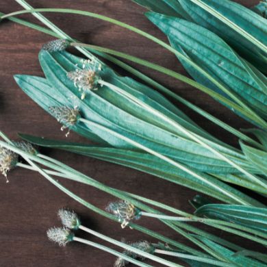 Traiter la toux naturellement - Plantain - Naturals&co