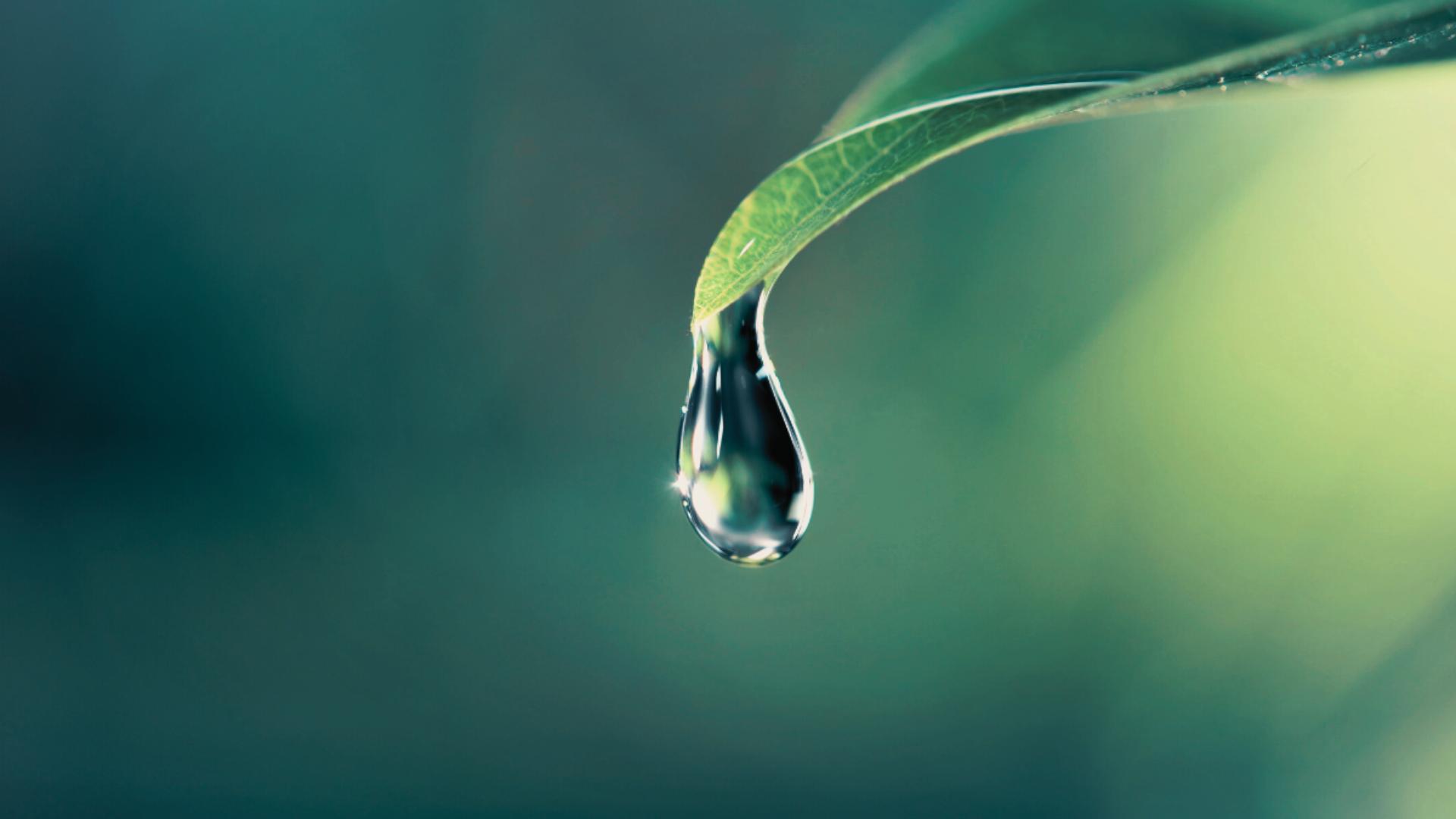 Tout savoir sur les hydrolats: bienfaits et utilisations - Naturals&co