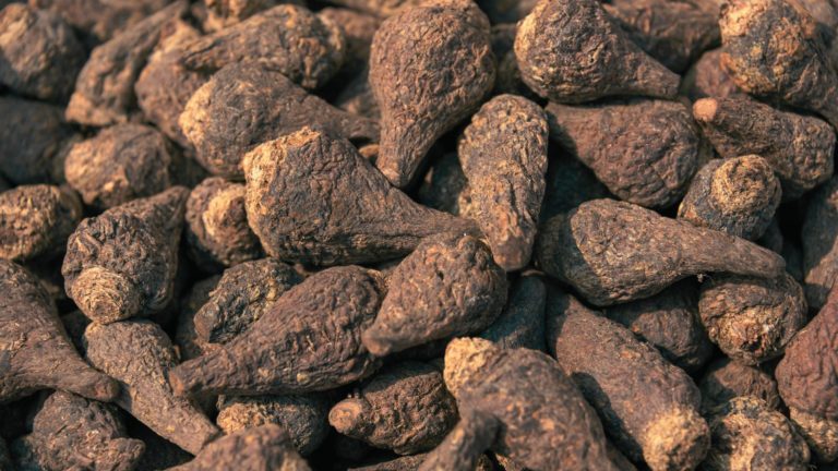 Maca: bienfaits et propriétés - Naturals&co - Naturalsandco