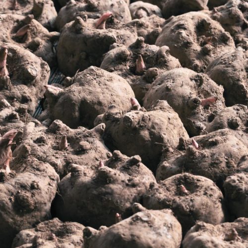 Glocomannane (Konjac) bienfaits et propriétés - Encyclopédie Naturals&co