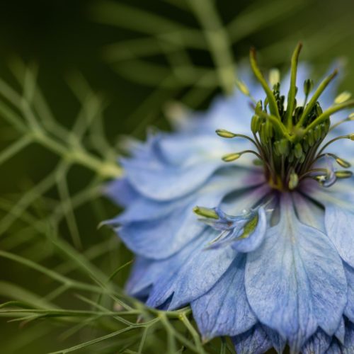 Nigelle - Cumin noir - Bienfaits et propriétés - Encyclopédie Naturals&co