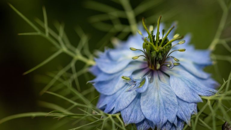 Nigelle - Cumin noir - Bienfaits et propriétés - Encyclopédie Naturals&co