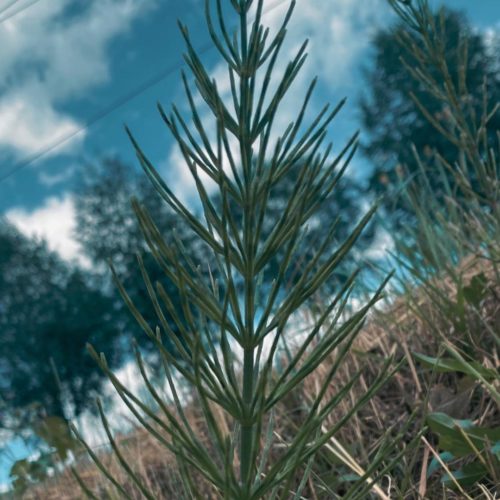 Prêle: bienfaits et propriétés - Encyclopédie Naturals&co