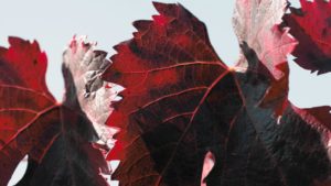 Vigne rouge: bienfaits et propriétés - Encyclopédie Naturals&co