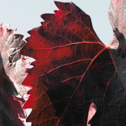 Vigne rouge: bienfaits et propriétés - Encyclopédie Naturals&co