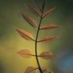Bourgeon de Frêne - Encyclopédie - Naturals&co