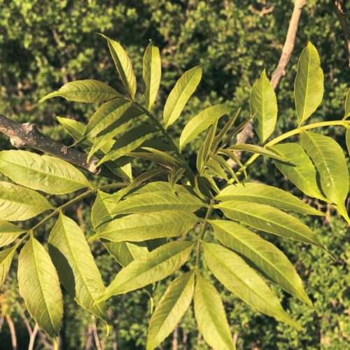 Bourgeon de Frêne: propriétés et bienfaits - Encyclopédie Naturals&co