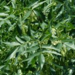 Bourgeon de Frêne BIO - Gemmothérapie - Naturalsandco - Naturals&co