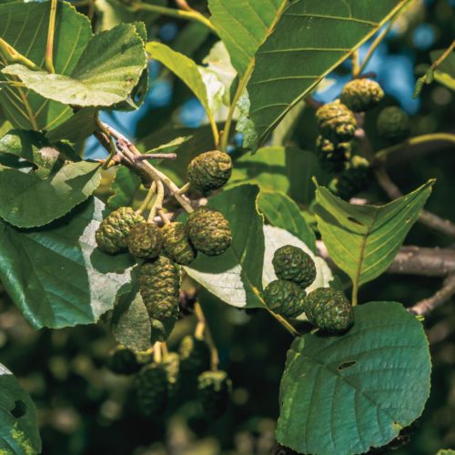 Bourgeon d'Aulne glutineux: propriétés et bienfaits - Encyclopédie Naturals&co