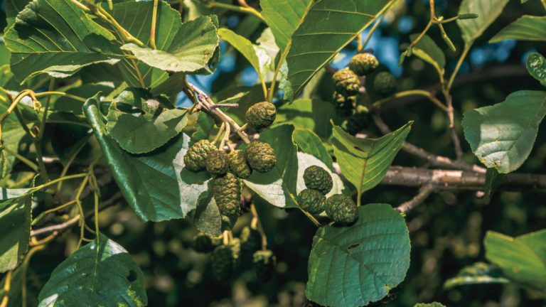 Bourgeon d'Aulne glutineux: propriétés et bienfaits - Encyclopédie Naturals&co