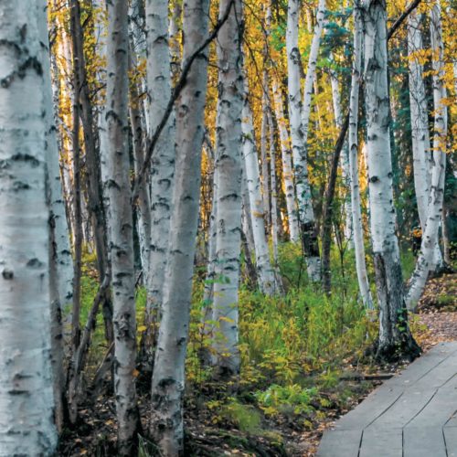 Bourgeon de Bouleau: propriétés et bienfaits - Naturals&co