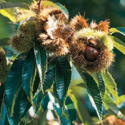 Bourgeon de Châtaignier: propriétés et bienfaits - Encyclopédie Naturals&co