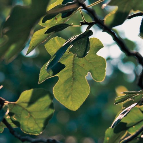 Bourgeon de Figuier: propriétés et bienfaits - Naturals&co