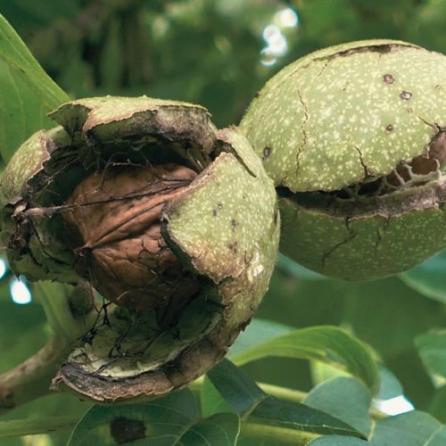 Bourgeon de Noyer: propriétés et bienfaits - Naturals&co