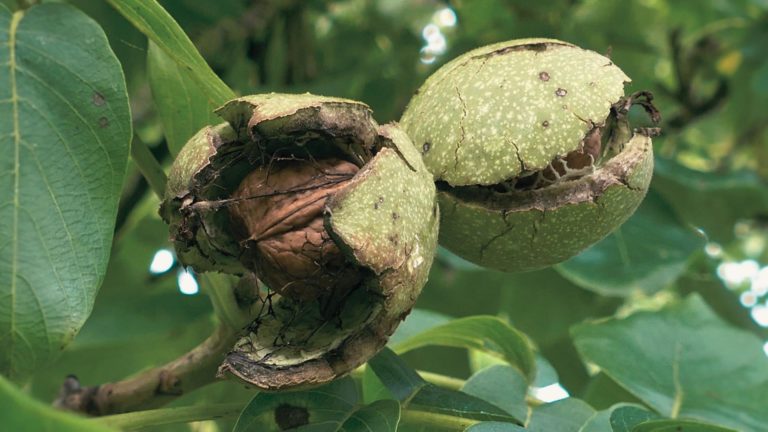Bourgeon de Noyer: propriétés et bienfaits - Naturals&co