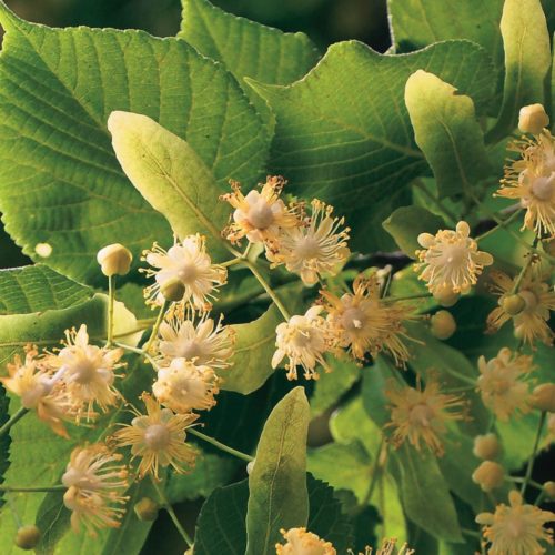 Bourgeon de Tilleul: propriétés et bienfaits - Naturals&co