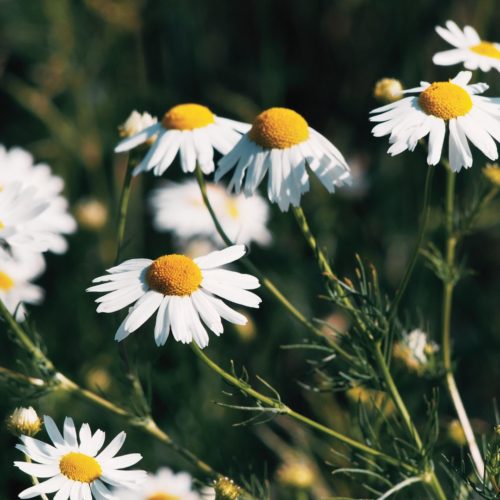 Hydrolat de Camomille allemande: bienfaits et propriétés - Naturals&ci