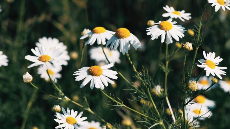 Hydrolat de Camomille allemande: bienfaits et propriétés - Naturals&ci