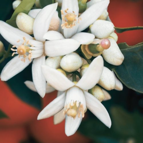 Hydrolat de Fleur d'Oranger: propriétés et bienfaits - Naturals&co
