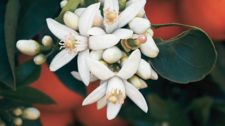 Hydrolat de Fleur d'Oranger: propriétés et bienfaits - Naturals&co